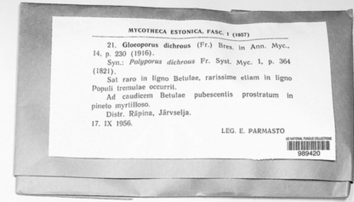 Vitreoporus dichrous image